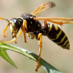 Wasp nest removal