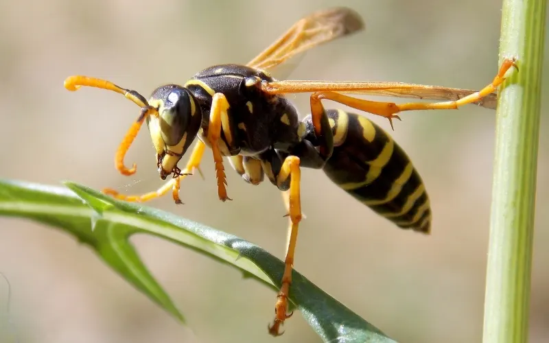 Wasp nest removal